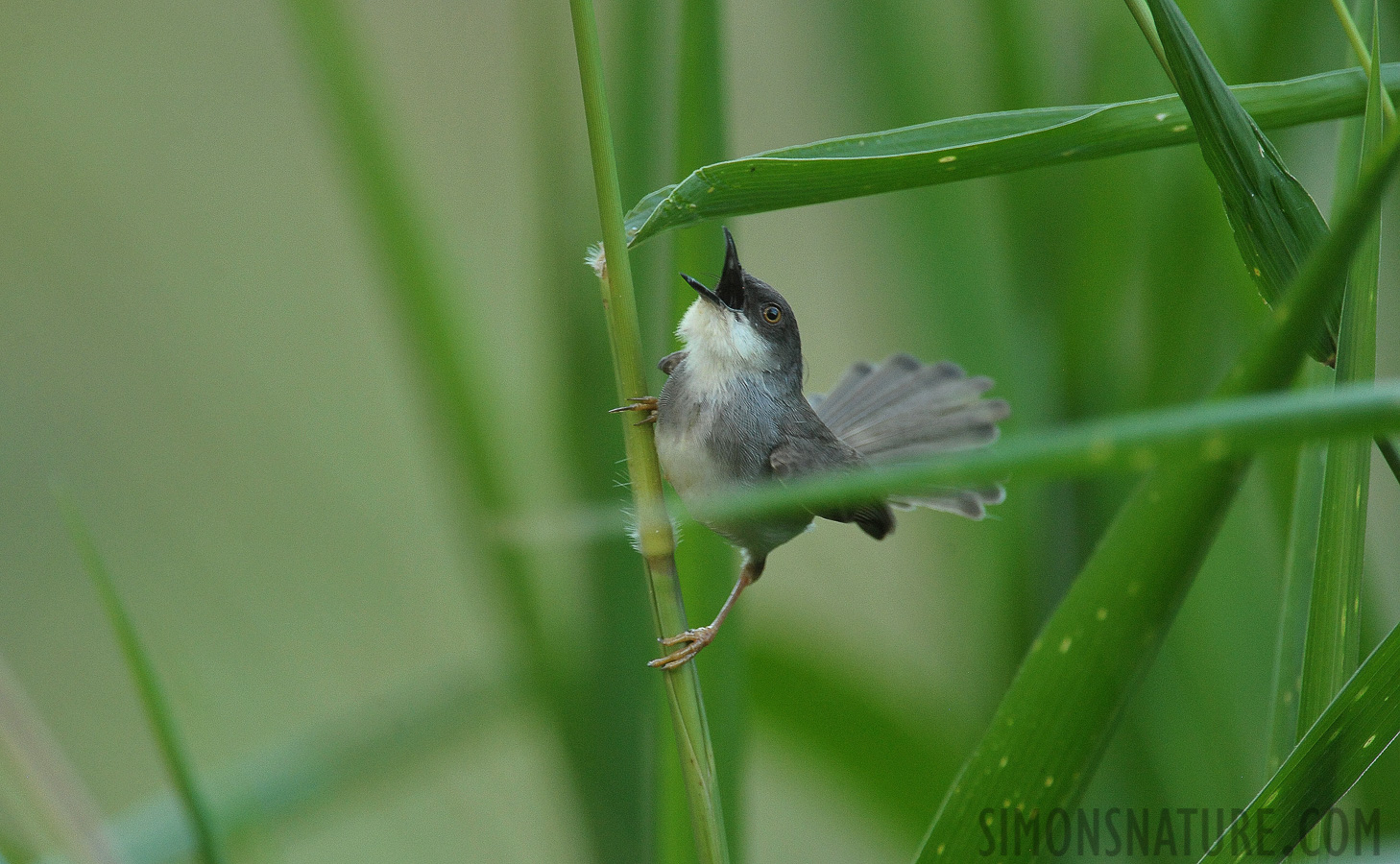 Prinia hodgsonii pectoralis [550 mm, 1/200 Sek. bei f / 8.0, ISO 3200]